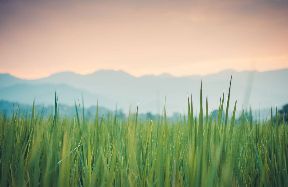 Serene Pastel Sunset Over Green Fields Nature Mural Wallpaper Design