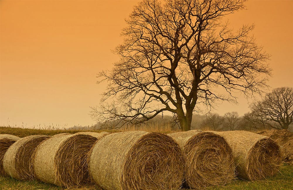 Rustic Countryside Landscape Mural Wallpaper with Hay Bales and Tree Scene