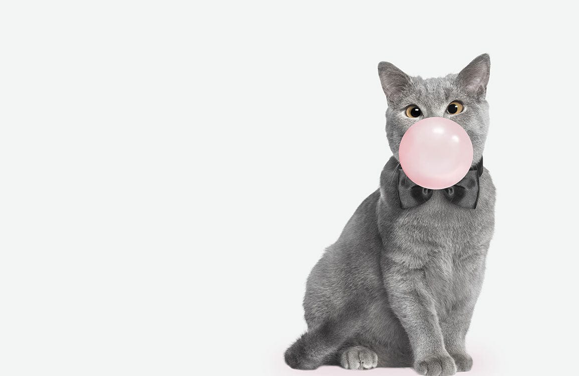 Chic Grey Cat Bubblegum Mural Wallpaper - Whimsical Contemporary Design