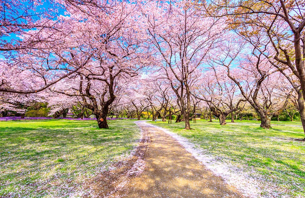 Blossoming Cherry Grove Scenic Wallpaper Mural - Pink Spring Nature Landscape