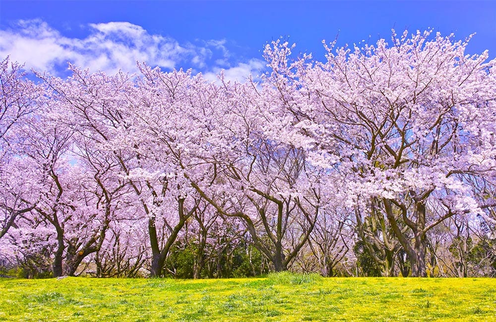Elegant Cherry Blossom Mural Wallpaper in Pink and Green Landscape Design