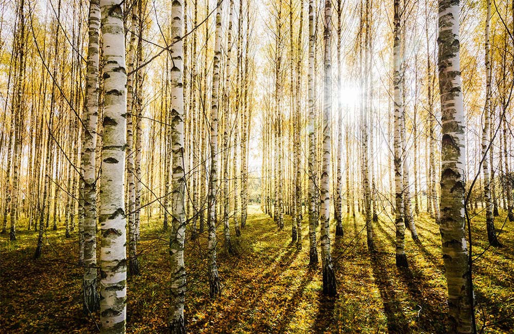 Golden Birch Forest Sunlit Autumn Mural Wallpaper for Serene Interiors