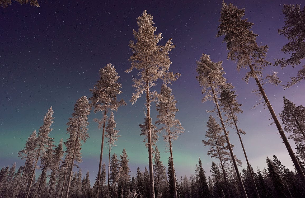 Starlit Nordic Forest Mural Wallpaper - Enchanting Night Sky Design