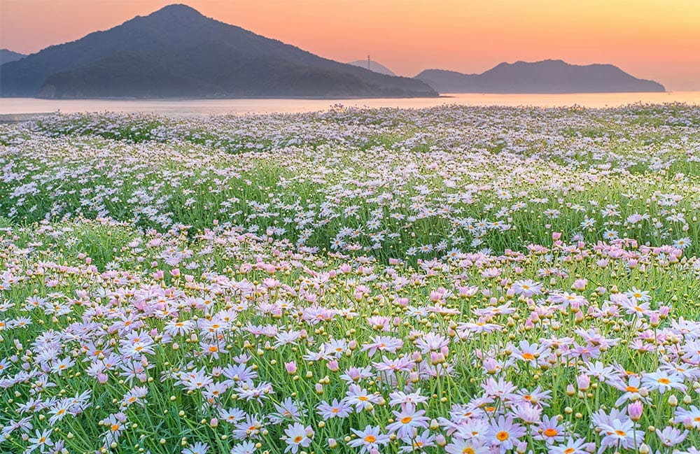 Serene Pastel Sunset Field of Daisies Scenic Mural Wallpaper Décor