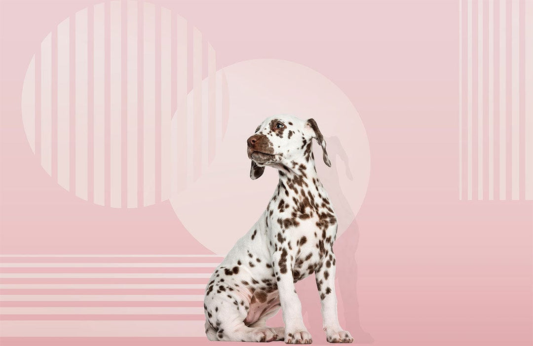 Dalmatian Delight: Modern Pastel Pink Abstract Circles Wallpaper Mural Art
