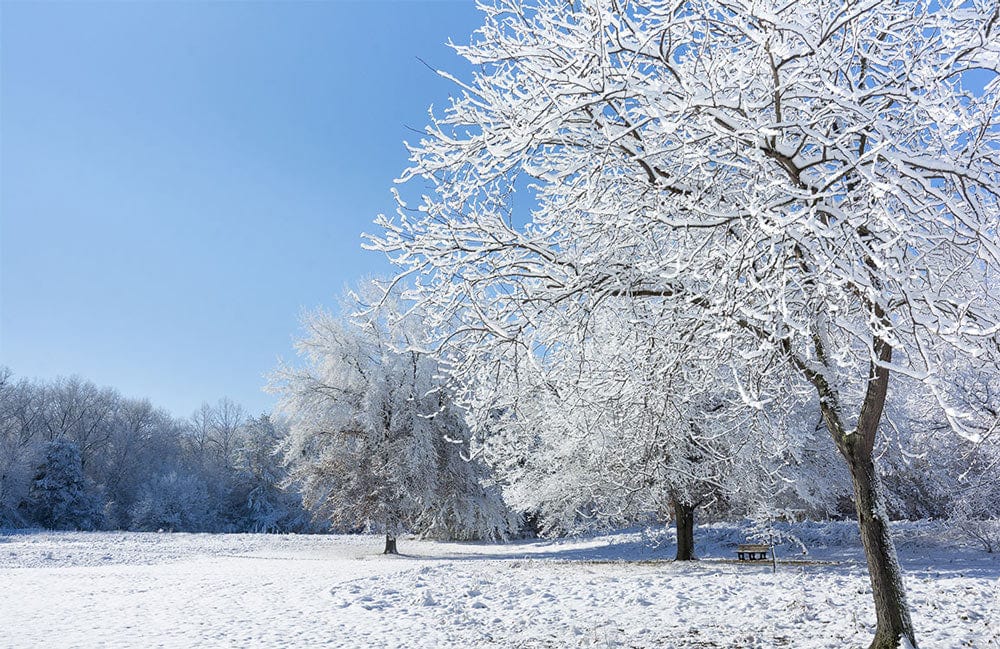 Winter Wonderland Snowy Trees Blue Sky Scenic Mural Wallpaper Décor.