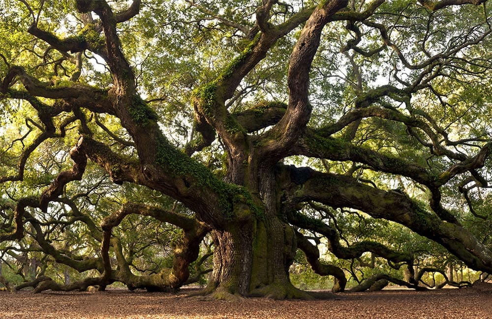 Majestic Ancient Oak Tree Forest Mural Wallpaper - Nature Green Tranquility