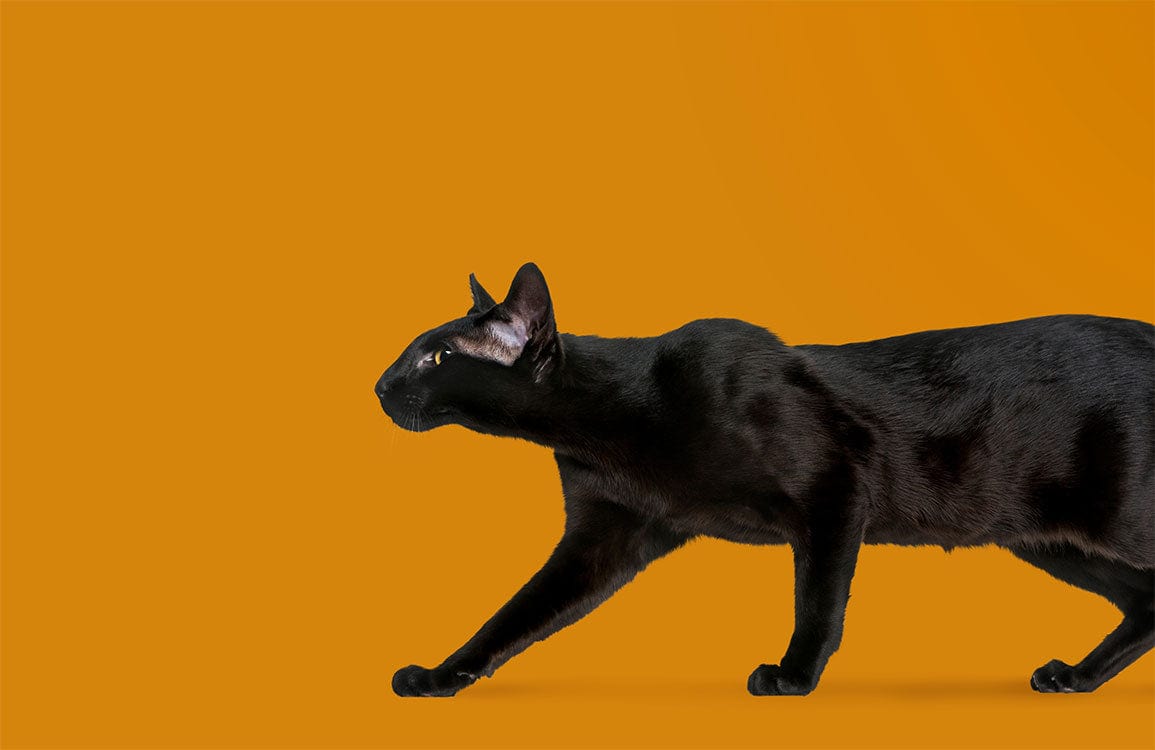 Mystical Black Cat Silhouette on Warm Mustard Background Wallpaper