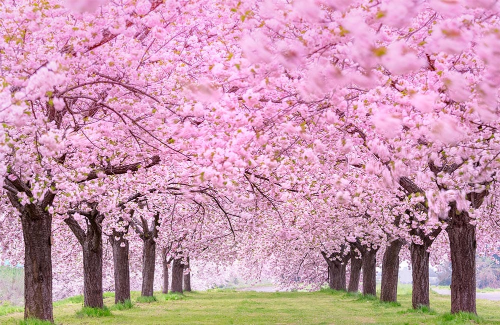 Serene Pink Blossom Garden Mural Wallpaper, Tranquil Cherry Blossom Landscape