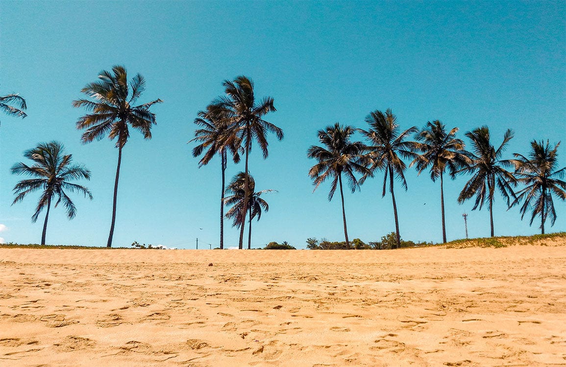 Tropical Beach Paradise Palm Trees Mural Wallpaper in Golden Sand Tones