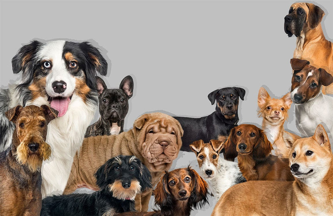 Charming Canine Paradise Grey Dog Mural Wallpaper with Lifelike Pets Design