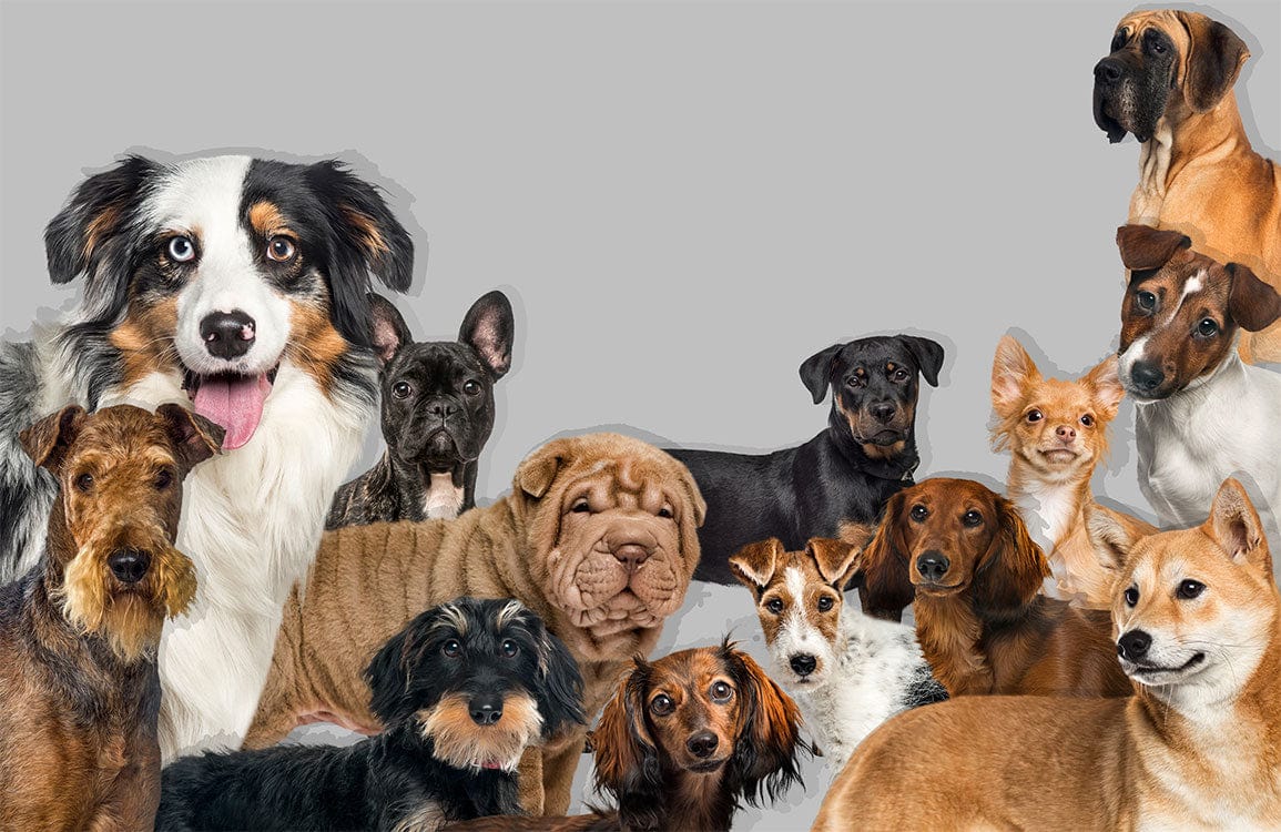 Charming Canine Paradise Grey Dog Mural Wallpaper with Lifelike Pets Design