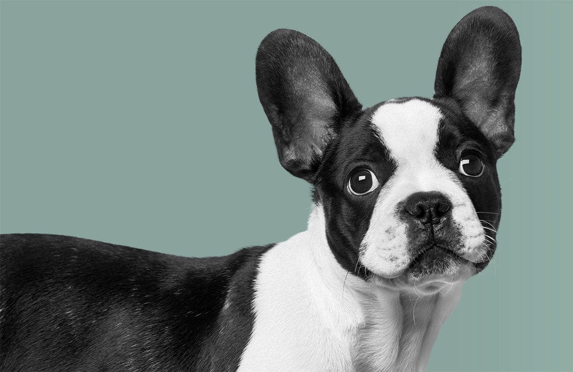French Bulldog Green Background Monochrome Wallpaper for Modern Pet Lovers