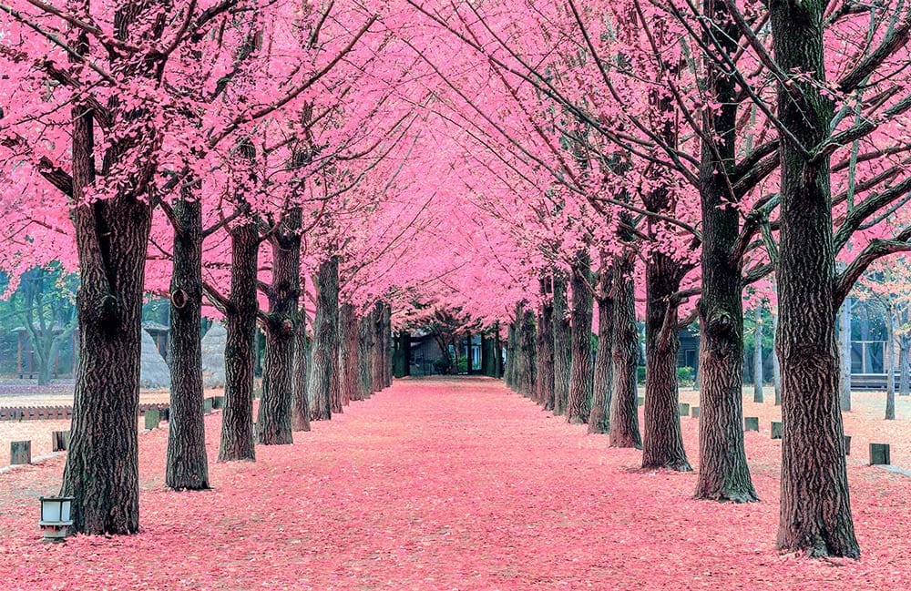 Blossom Avenue Mural Wallpaper: Pink Cherry Trees, Tranquil Nature Scene
