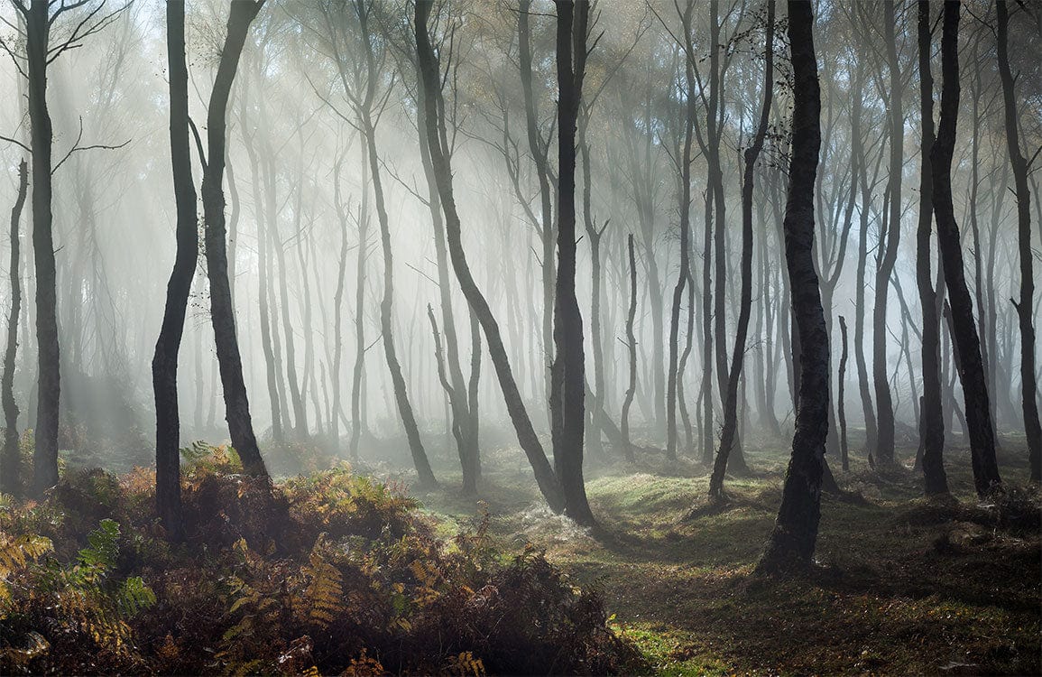 Misty Enchanted Forest Scene Mural Wallpaper in Serene Earthy Tones