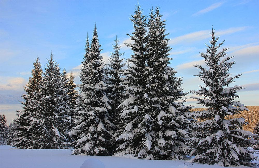 Enchanting Snowy Pine Forest Winter Scene Wall Mural Wallpaper Blue Skies