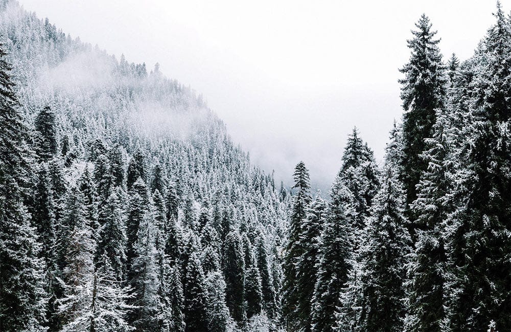 Winter Forest Snow-Covered Trees Mural Wallpaper in Soothing Monochrome Style