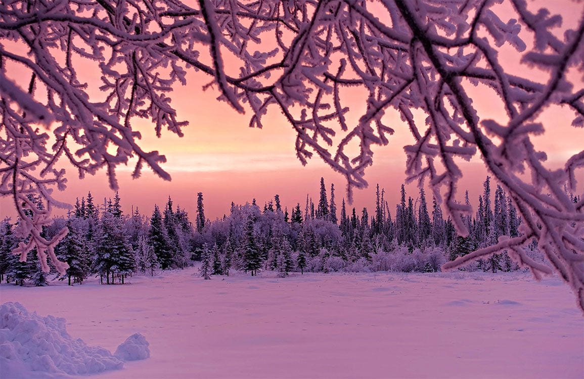Elegant Frosted Winter Scene Purple-Pink Landscape Wallpaper Mural Decor