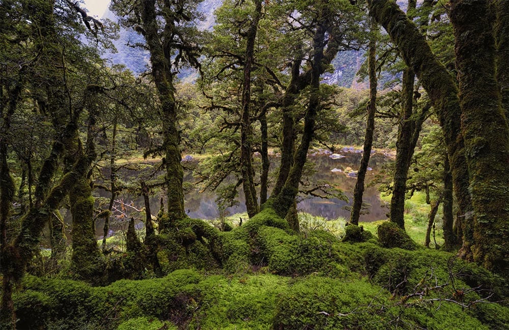 Enchanted Forest Green Scenic Nature Mural Wallpaper Landscape Design
