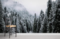 Winter Mist Forest Wallpaper Mural