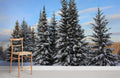 Snowy Pine Trees Wallpaper Mural