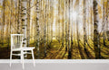 Sunshine through Birches Wallpaper Mural