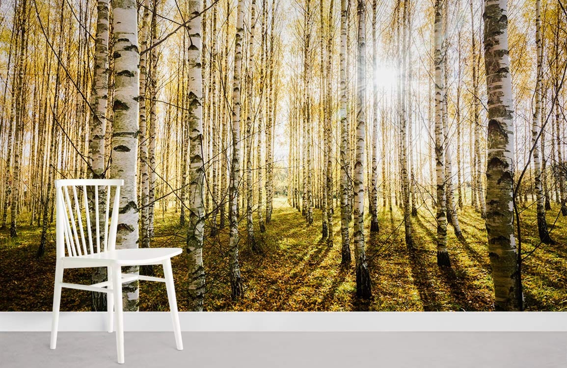 Golden Birch Forest Sunlit Mural Wallpaper, serene white chair, neutral flooring in contemporary living room.
