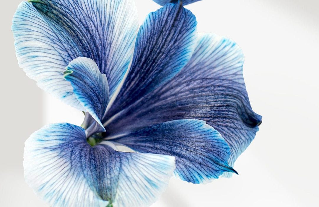 Elegant Blue Floral Art Nouveau Wallpaper with Modern Botanical Design