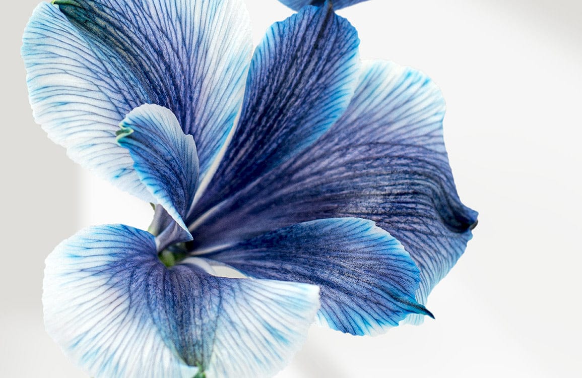 Blue Morning Glory Wallpaper Mural