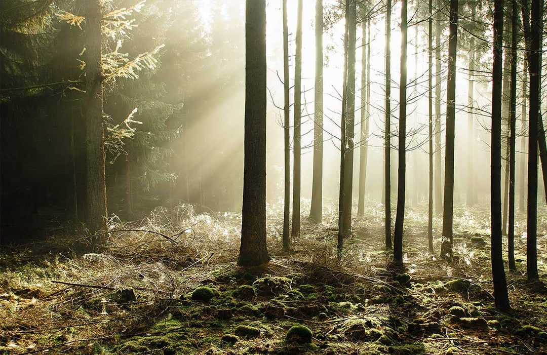 Serene Woodland Sunlight Mural Wallpaper: Tranquil Forest Green Scene Decor