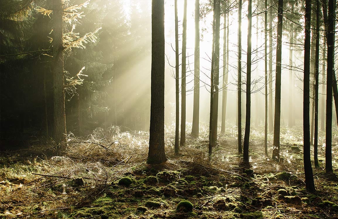 Serene Woodland Sunlight Mural Wallpaper: Tranquil Forest Green Scene Decor