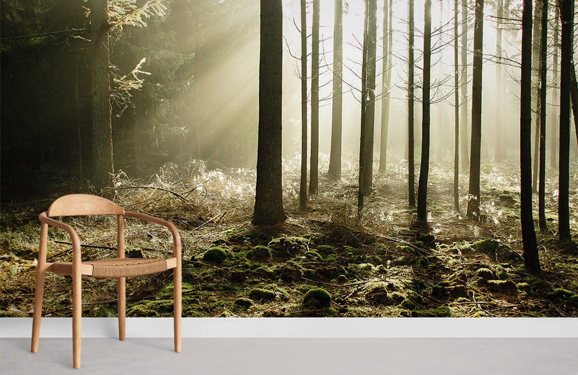Serene Woodland Sunlight Mural Wallpaper in forest theme, light wood chair, grey flooring, minimalistic decor.