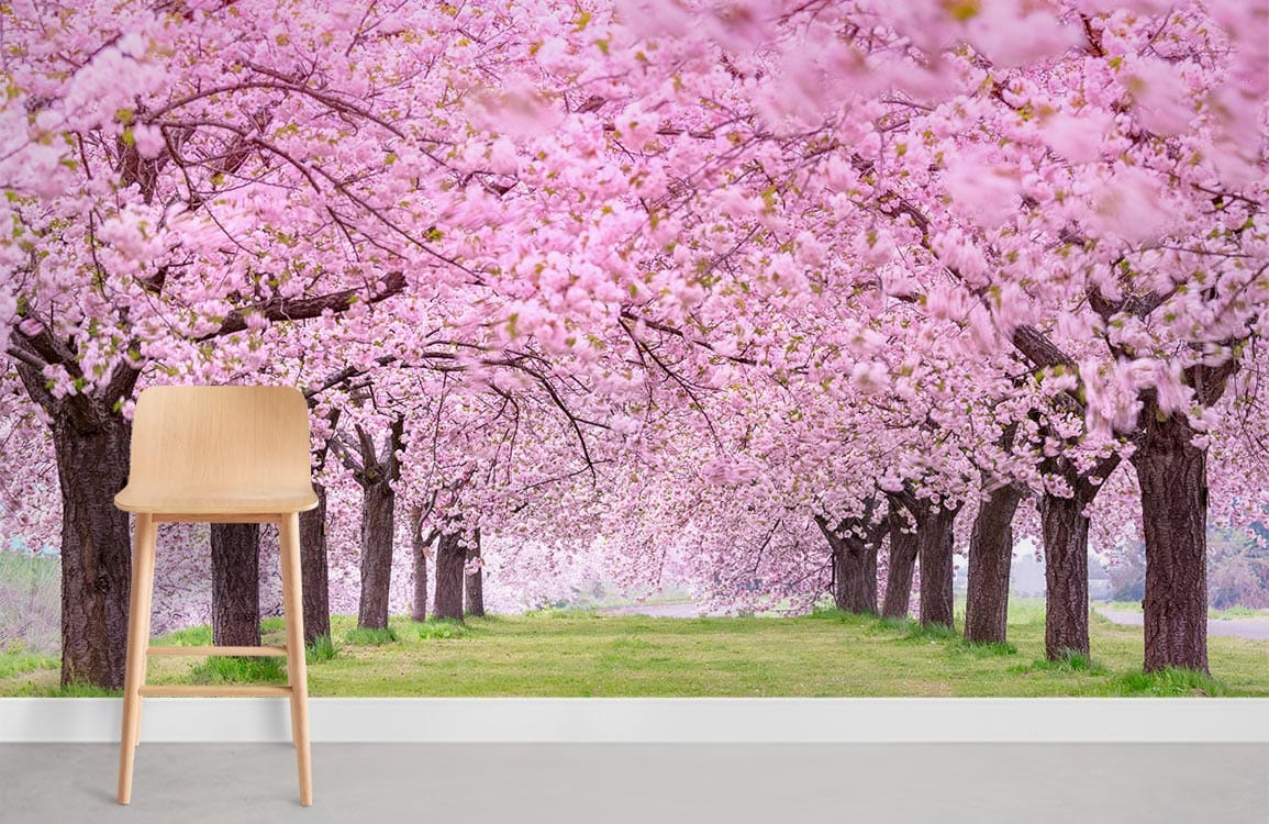 a road full of pinky sakura trees wall murals for home