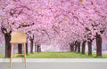 Sakura Forest Wallpaper Mural