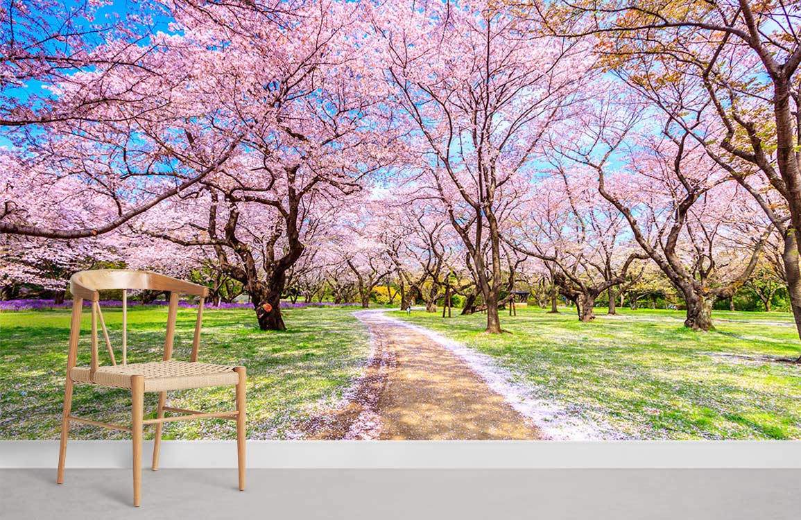 blooming sakura garden with fallen flowers on path wall murals for home
