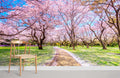 Sakura Path Wallpaper Mural