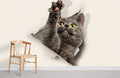 Stretching Kitty Wallpaper Mural
