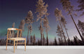 Aurora above Forest Wallpaper Mural
