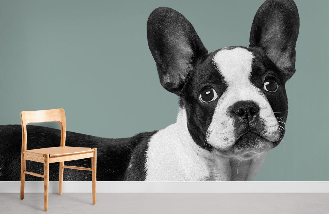 French Bulldog Wallpaper, green backdrop, modern pet lovers wall decor, neutral flooring, wooden chair.