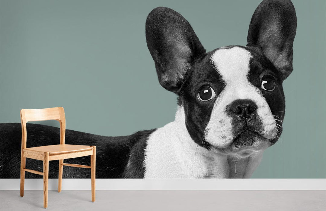 French Bulldog Wallpaper, green backdrop, modern pet lovers wall decor, neutral flooring, wooden chair.