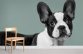 Boston Bulldog Wallpaper Mural