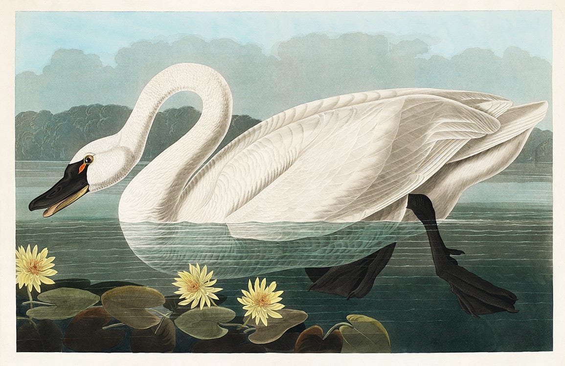 Elegant Swan and Water Lilies Vintage Nature Mural Wallpaper in Soft Tones