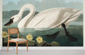 American Swan Wallpaper Mural