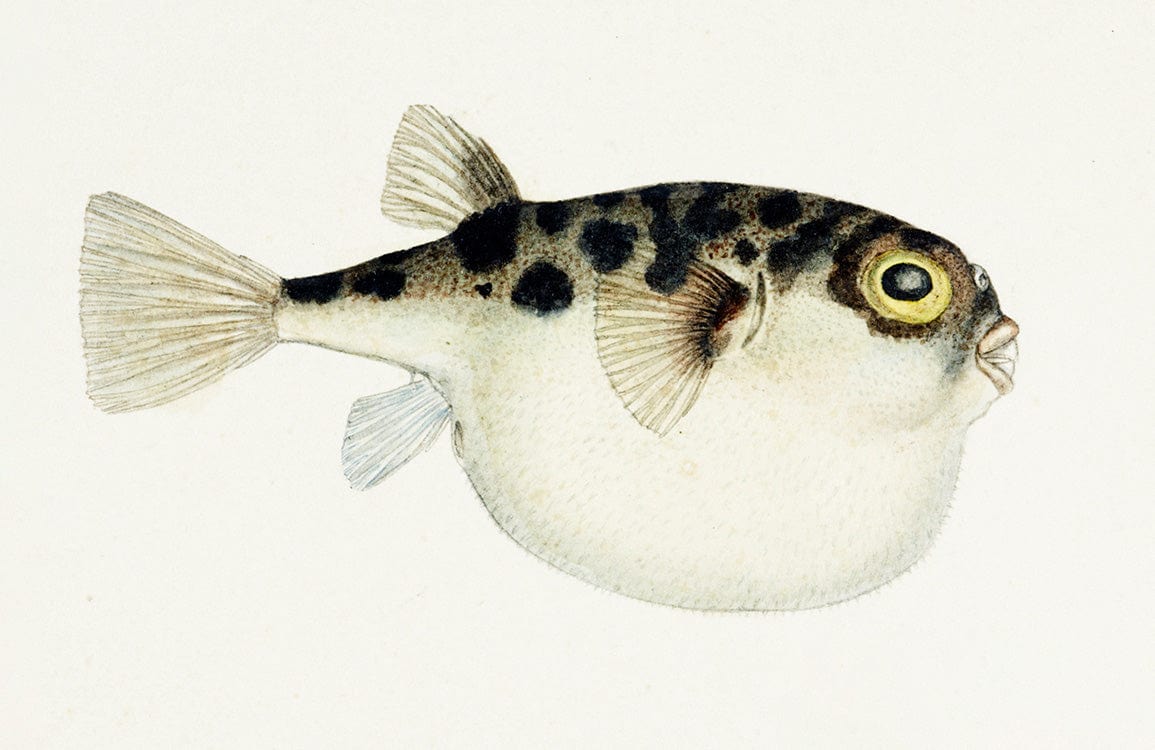 Vintage Style Pufferfish Illustration Wallpaper: Coastal Marine Decor Inspiration