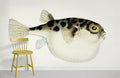 Antique Fish Wallpaper Mural