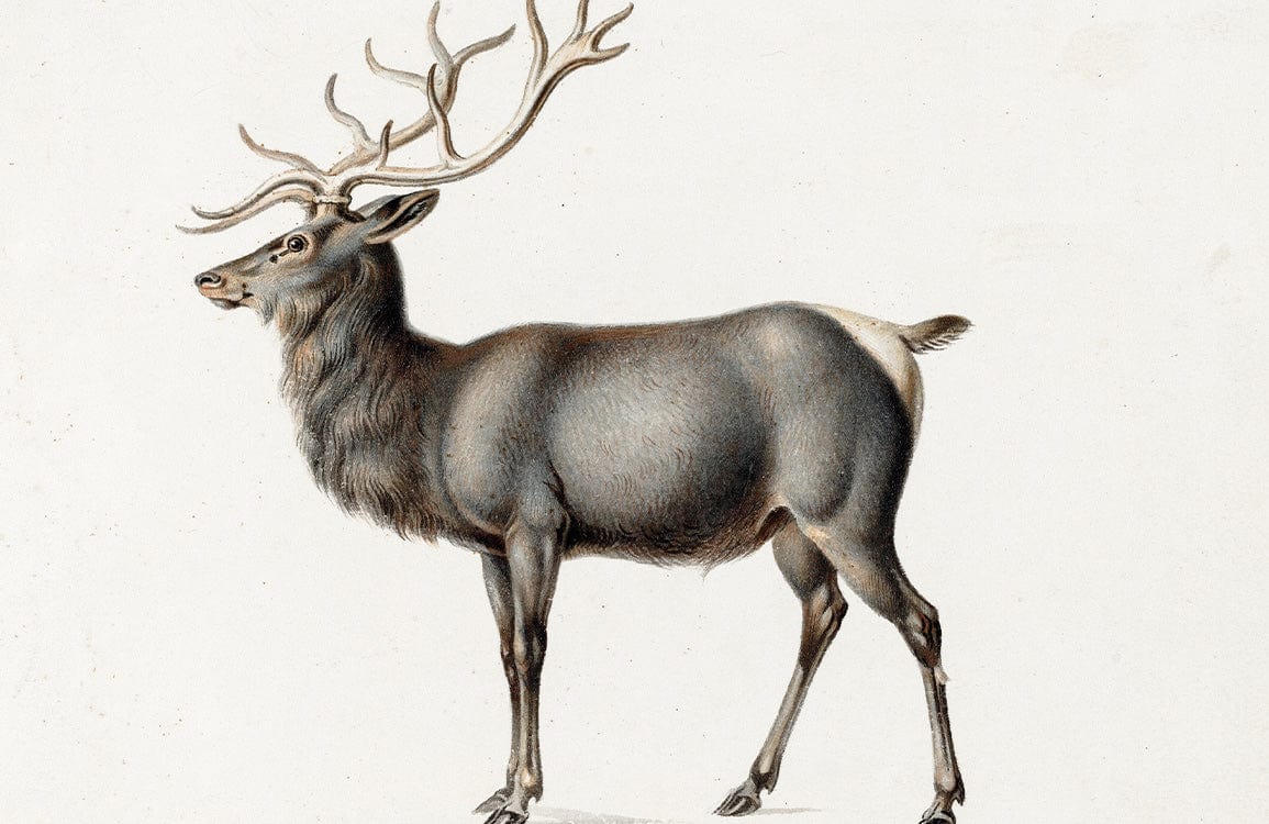 Vintage Antlered Stag Illustration Wallpaper - Elegant Nature-Inspired Décor Design