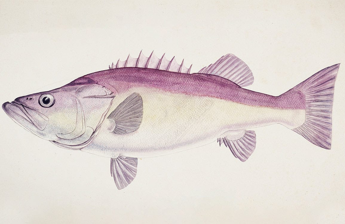 Vintage Purple Fish Illustration Wallpaper for Nautical Interior Décor Aesthetic