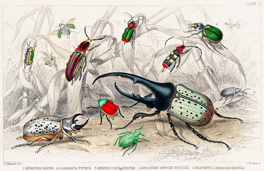 Vintage Botanical Beetle Illustration Wallpaper - Colourful Insect Nature Design