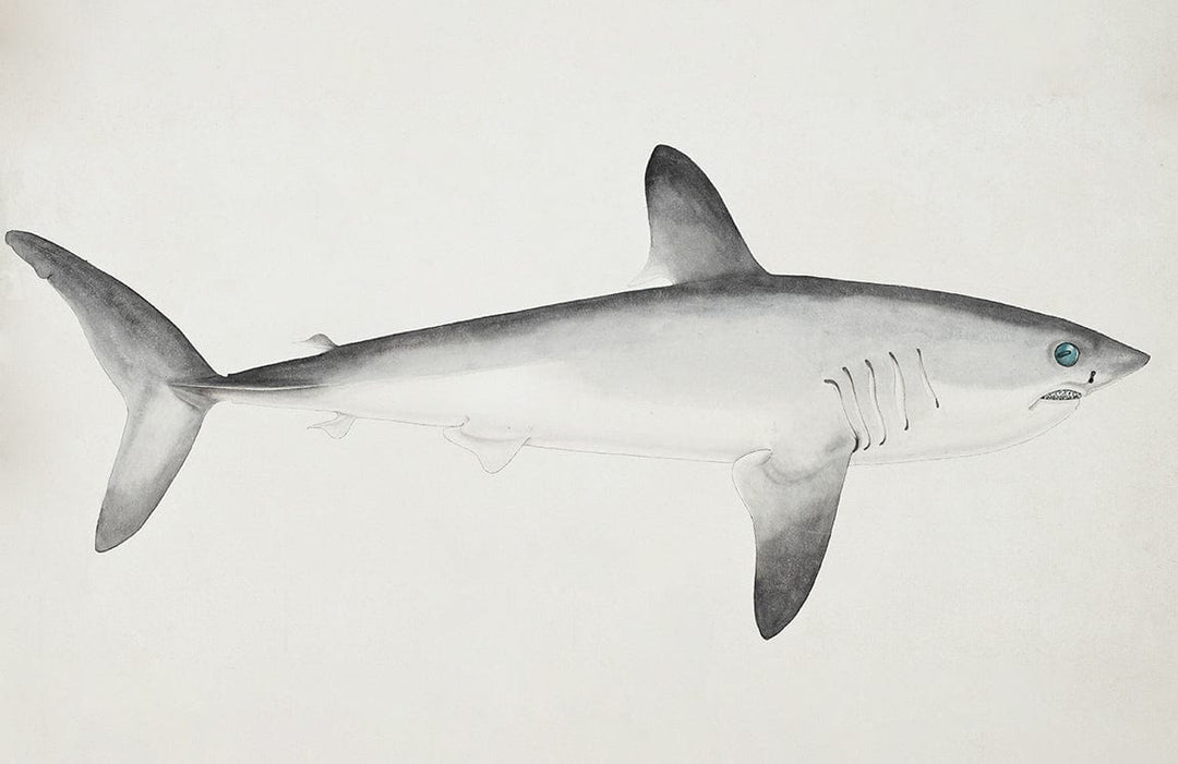 Elegant Grey Shark Mural Wallpaper - Coastal Oceanic Design for Interior Decor