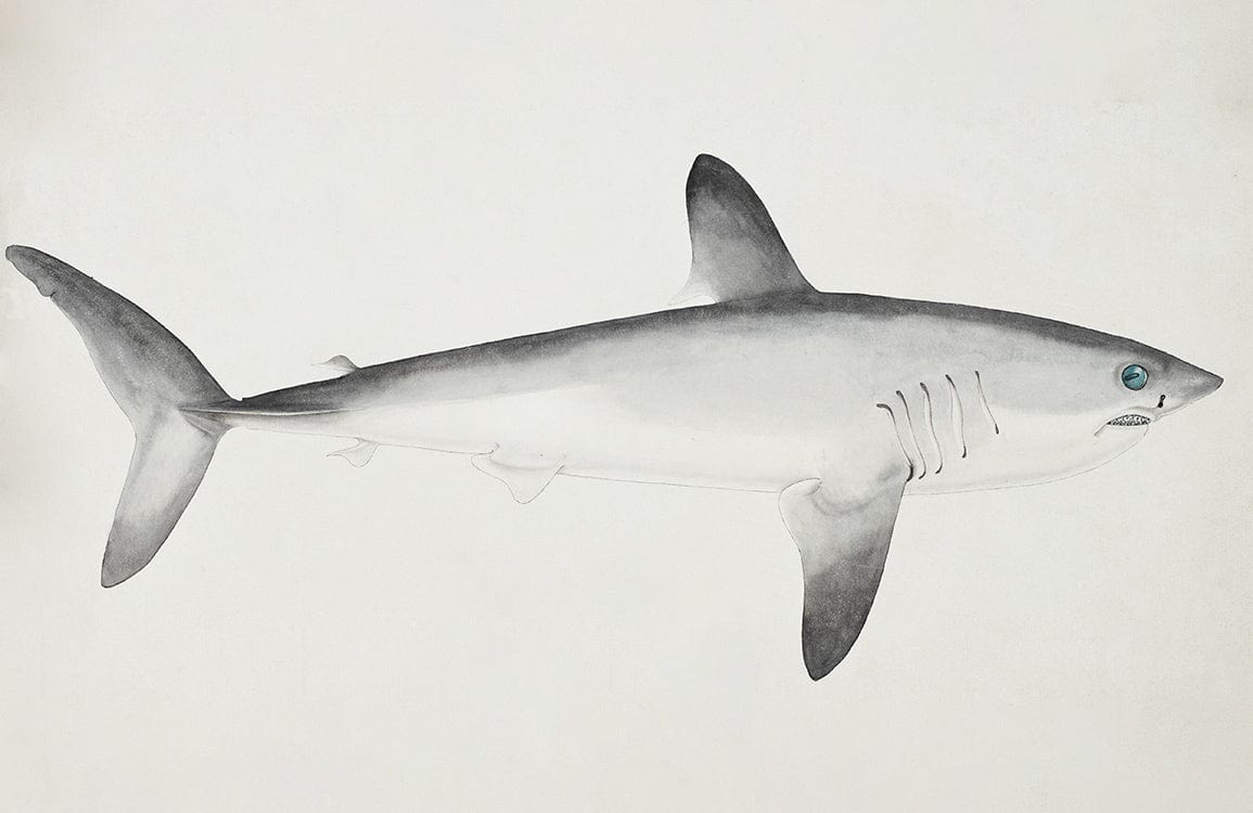 Elegant Grey Shark Mural Wallpaper - Coastal Oceanic Design for Interior Decor